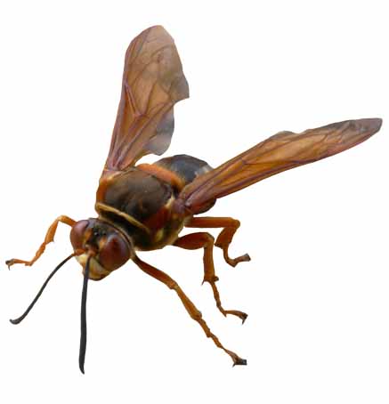 live Male cicada killer