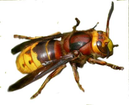 hornet hornets wasps yellow jackets species orange bee insect insects wasp striped pest bees giant stinging european faced trees bald