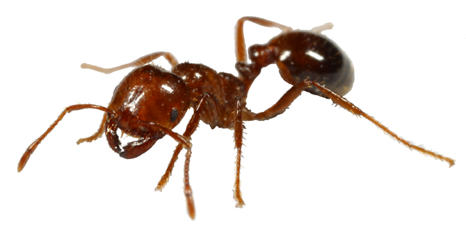Pictures Of ant - Free ant pictures 