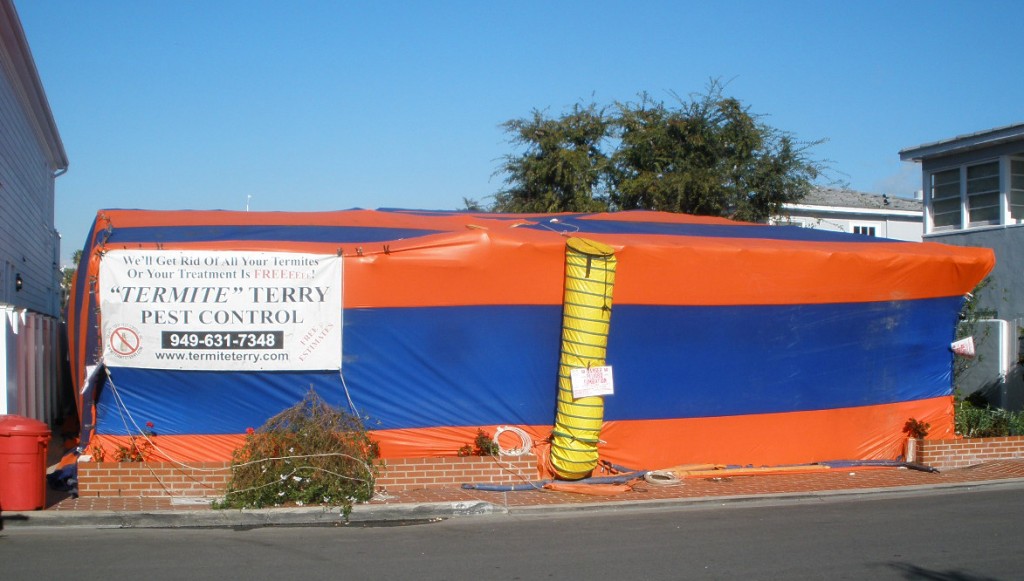 Termite Treatment in Newport Beach