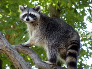 raccoon in tree 2010