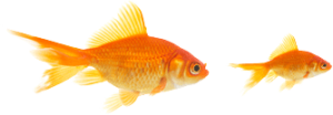 img-goldfish