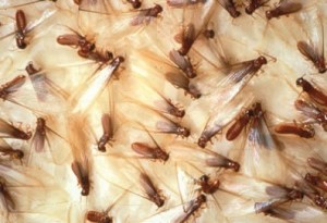 termite-picture-1