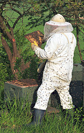 beekeeper wiki
