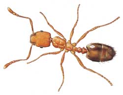 Pharoh Ant