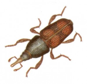 rice-weevil Rice Weevil