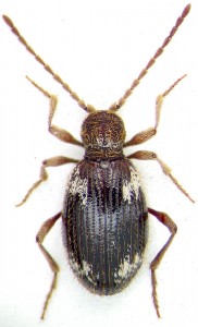 spider-beetles Spider Beetle