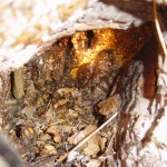 1st picture Bee hive underneath the tree trunk