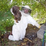 2nd picture Pulled a large bee hive