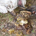 4th picture More hives.