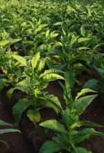 Tobacco can be a pesticide