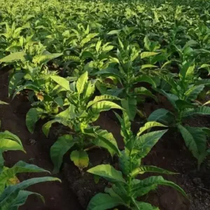 Tobacco can be a pesticide