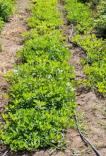 Creator: Karla Salp Copyright: WSDA