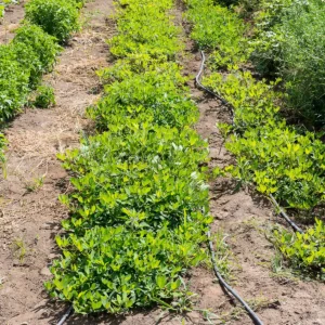 Creator: Karla Salp Copyright: WSDA