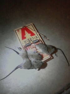 DJ's Unbelievable Triple Catch