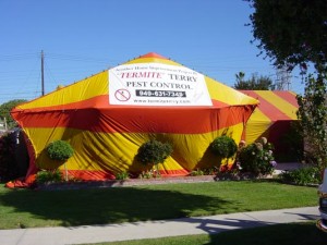 Termite Terry, your fumigation experts! Call 949-631-7348 today.