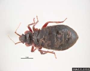Bed-bugs-orange-county-termiteterry.com