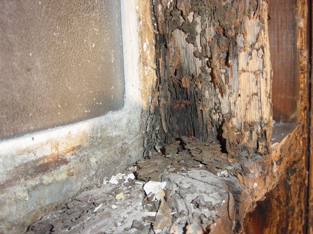 subterranean-termites-orange-county