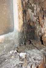 subterranean-termites-orange-county