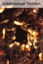 subterranean termites in orange county