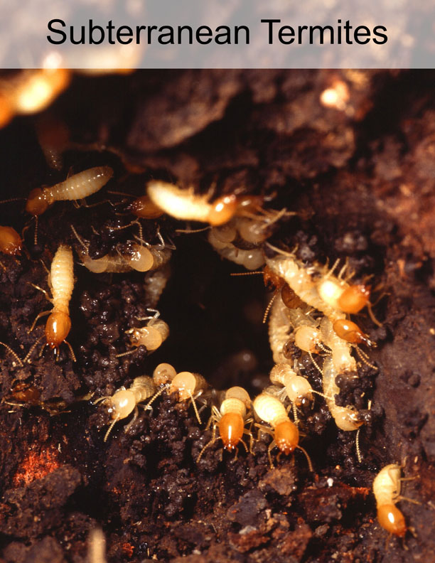 subterranean termites in orange county