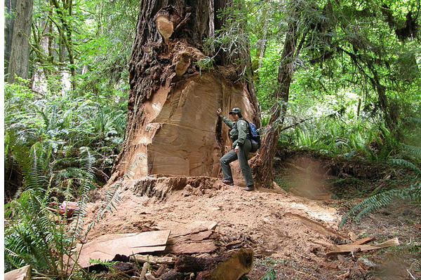 3-5-14-Redwood-burl-poaching_full_600
