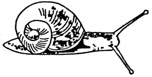 snail line draw right