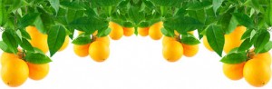 oranges-tree-19675790
