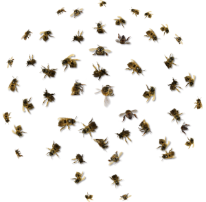 Bee Removal Newport Beach