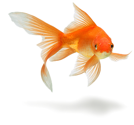 goldfish