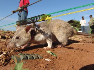 ht_bomb_sniffing_rat_100305_main