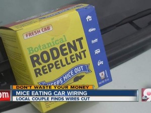 Mice_eating_car_wiring_830810000_20130813182628_640_480