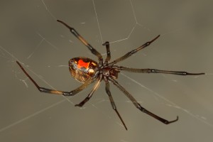 Brown widow spider.