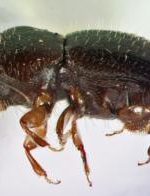 Polyphagous shot-hole borer