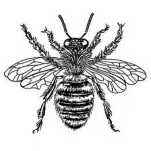 Bee Removal Newport Beach