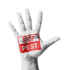 Pest Control Costa Mesa