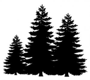 pine-trees