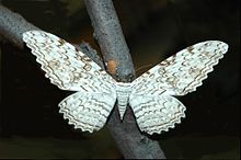 witch-moth
