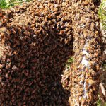 800px-Bee_swarm_on_fallen_tree02