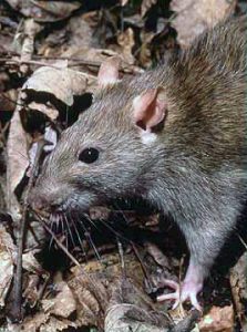 Rodent-wiki
