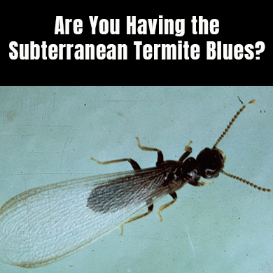 Sub-termite-blues