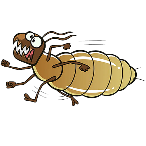 Termite cartoon -